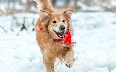 Winter Dog Day Camp Packages at Camp Happy Paws